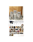 SPCA Cat Wall Calendar 2027