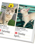 365 Cats 2027 Box Calendar
