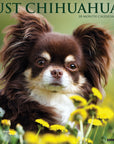 Just Chihuahuas 2027 Wall Calendar