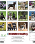 Just Miniature Schnauzers 2027 Wall Calendar