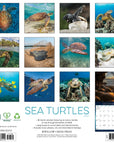 Sea Turtles 2027 Wall Calendar