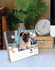 Just Pugs 2027 Box Calendar