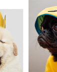 This Book Is Literally Just Pictures of Cute Animals That Will Make You Feel Better