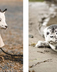 This Book Is Literally Just Pictures of Cute Animals That Will Make You Feel Better