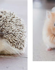 This Book Is Literally Just Pictures of Cute Animals That Will Make You Feel Better