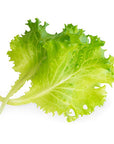 Veritable VLIN-L5-Lai01B Plant Seeds, Butterhead Lettuce