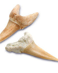 toy-excavation-kit-mini-shark-tooth-2-pack