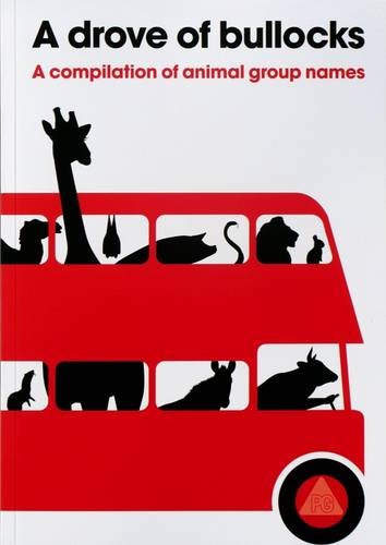 Drove of Bullocks