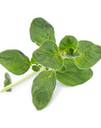 Veritable VLIN-A10-Ori00C Plant Seeds, Oregano