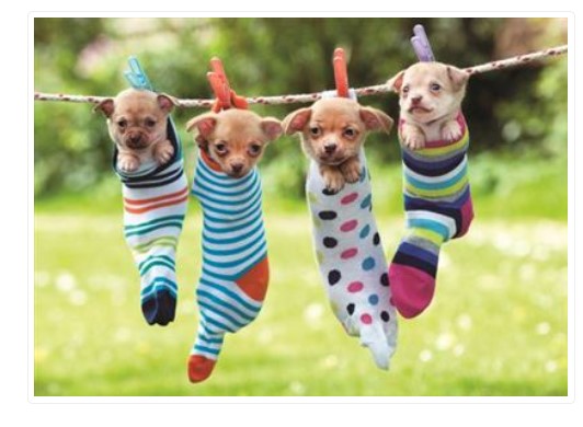 Puppies In Socks Birthday Card