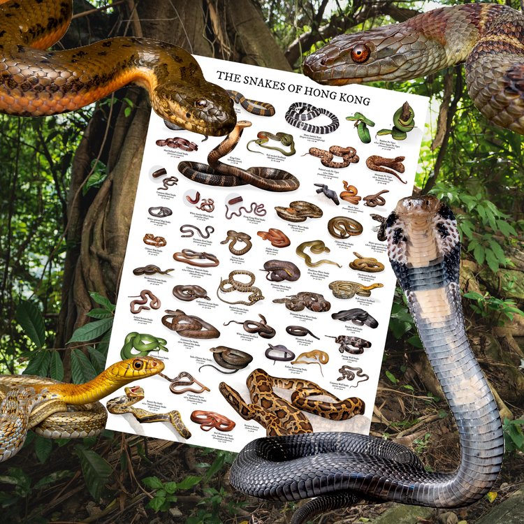 The Snakes of Hong Kong Wall Poster