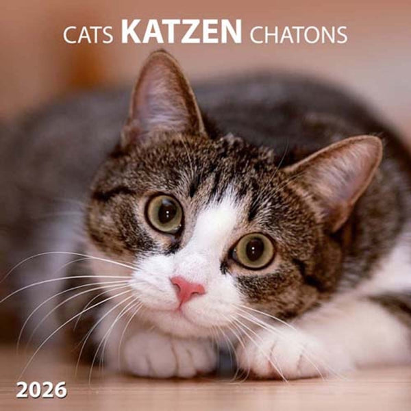 Cats Wall Calendar 2026 | Bookazine HK