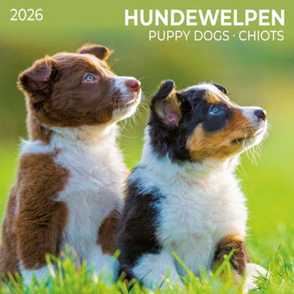 Puppy Dogs Wall Calendar 2026 | Bookazine HK