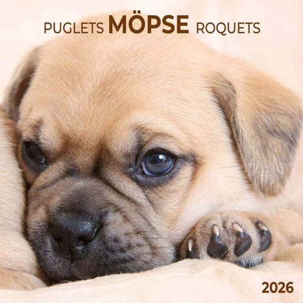 Puglets Wall Calendar 2026 | Bookazine HK
