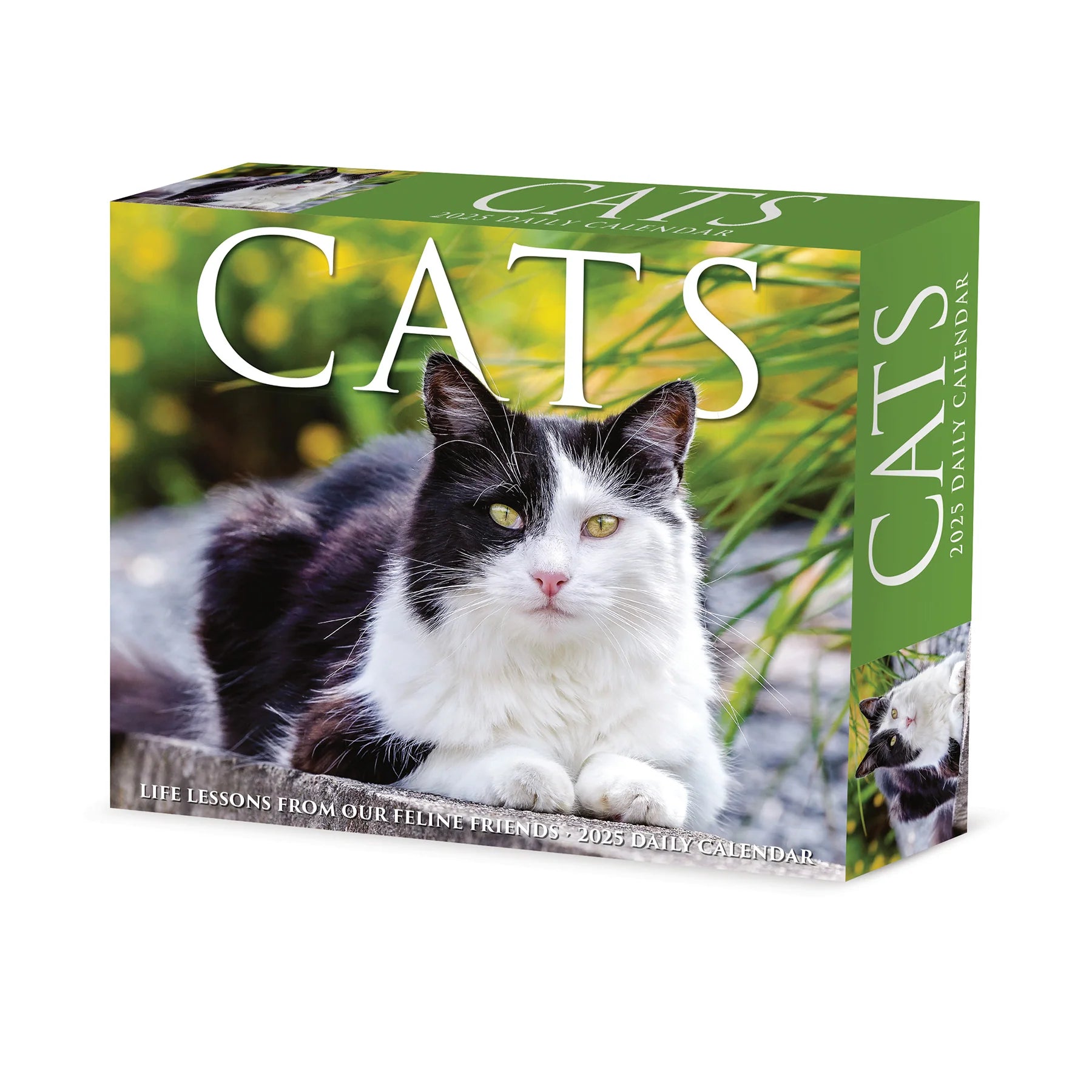 Cats Box Calendar 2025 | Bookazine Hk