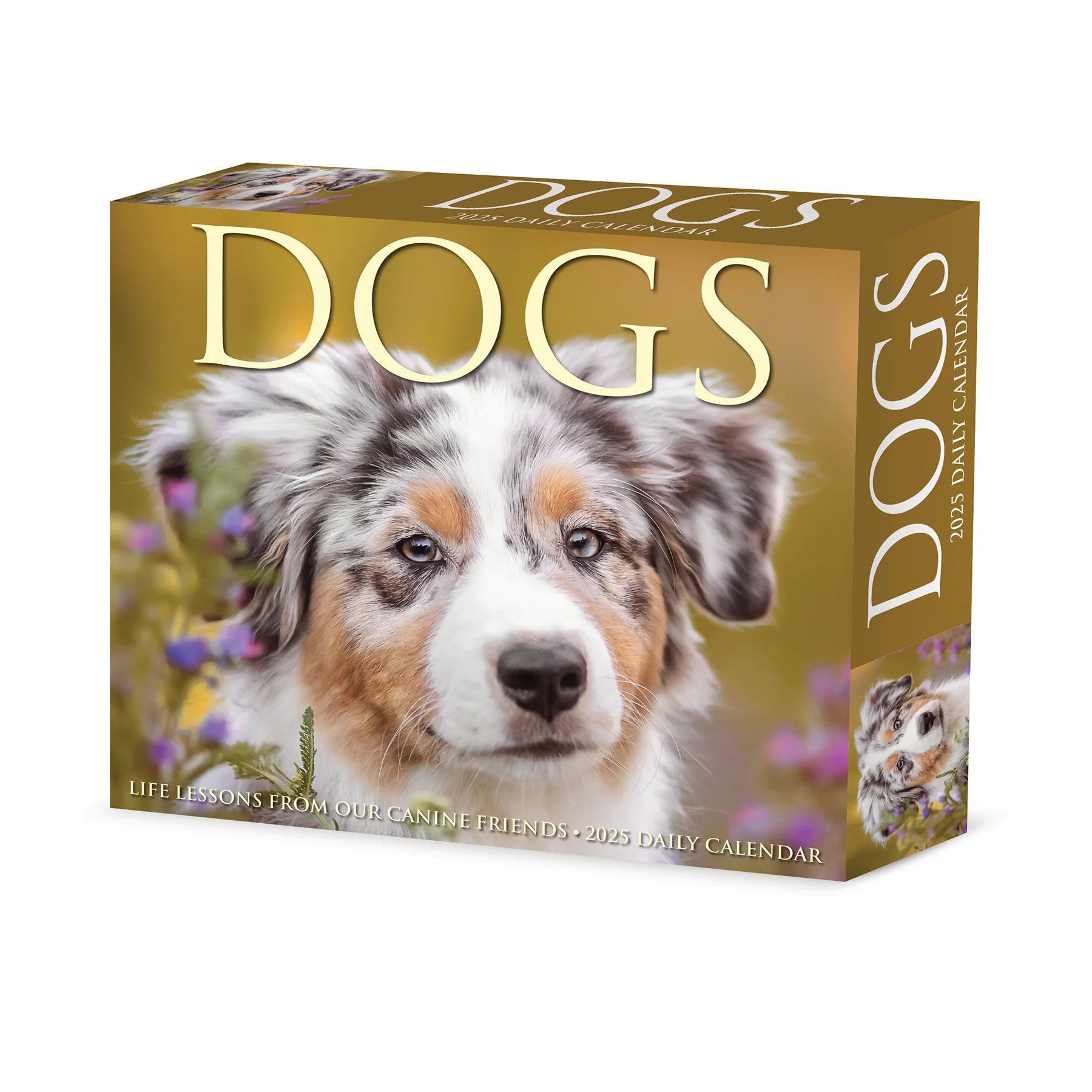 Dogs Box Calendar 2025 | Bookazine HK