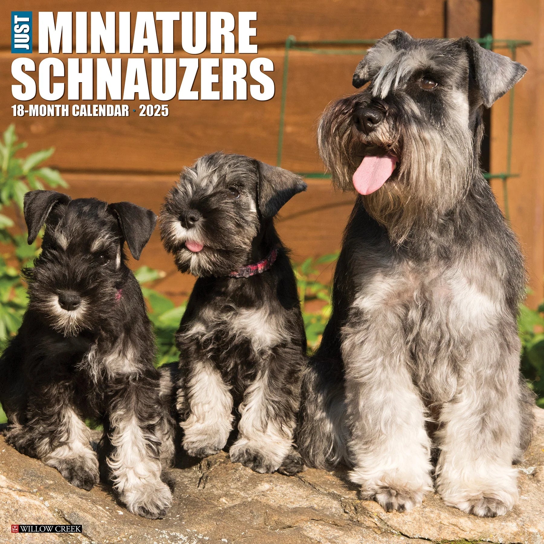 Just Miniature Schnauzers Wall Calendar 2025 | Bookazine HK