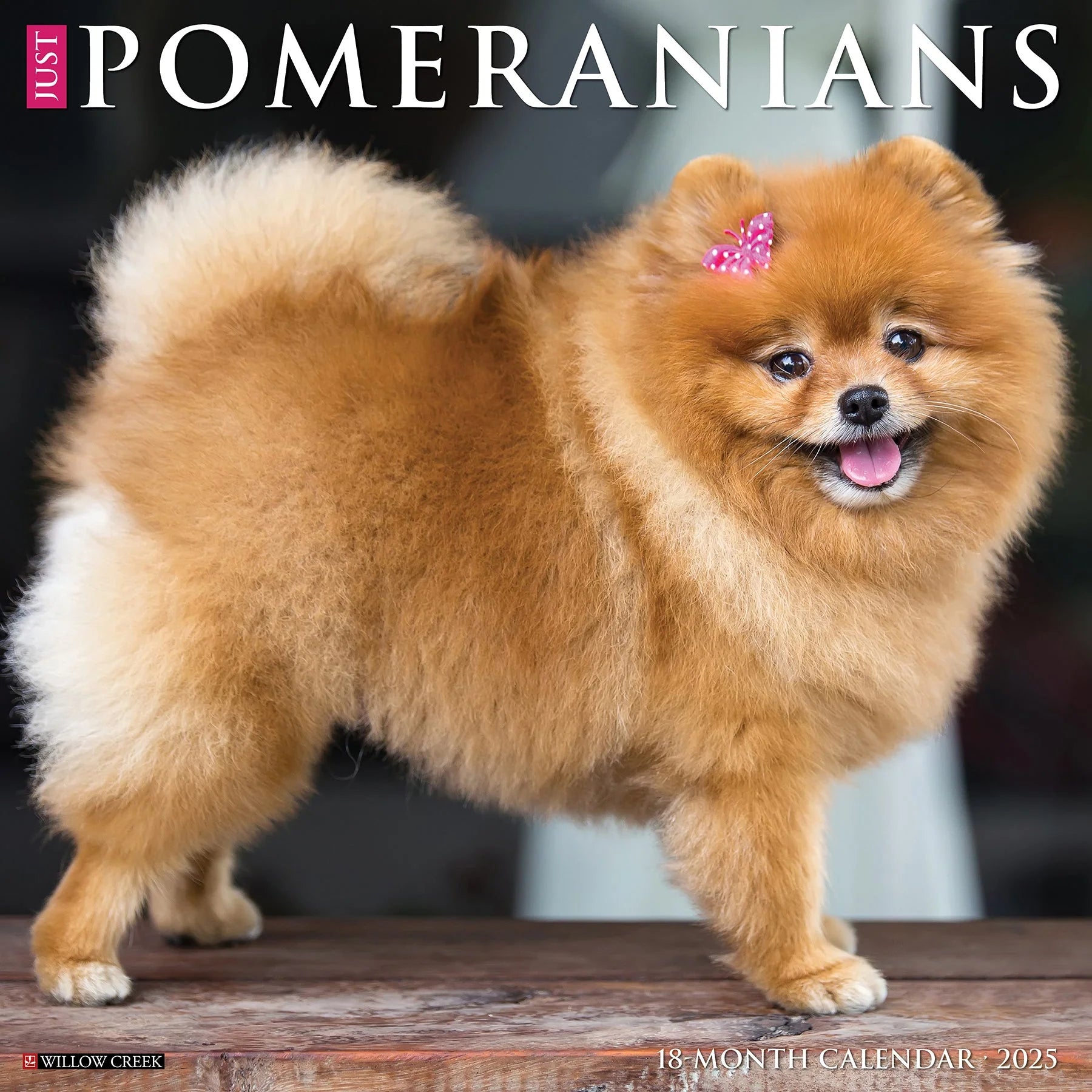 Just Pomeranians Wall Calendar 2025 | Bookazine HK