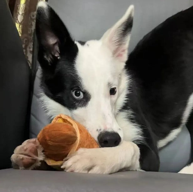 Croissant Combo Dog Toy