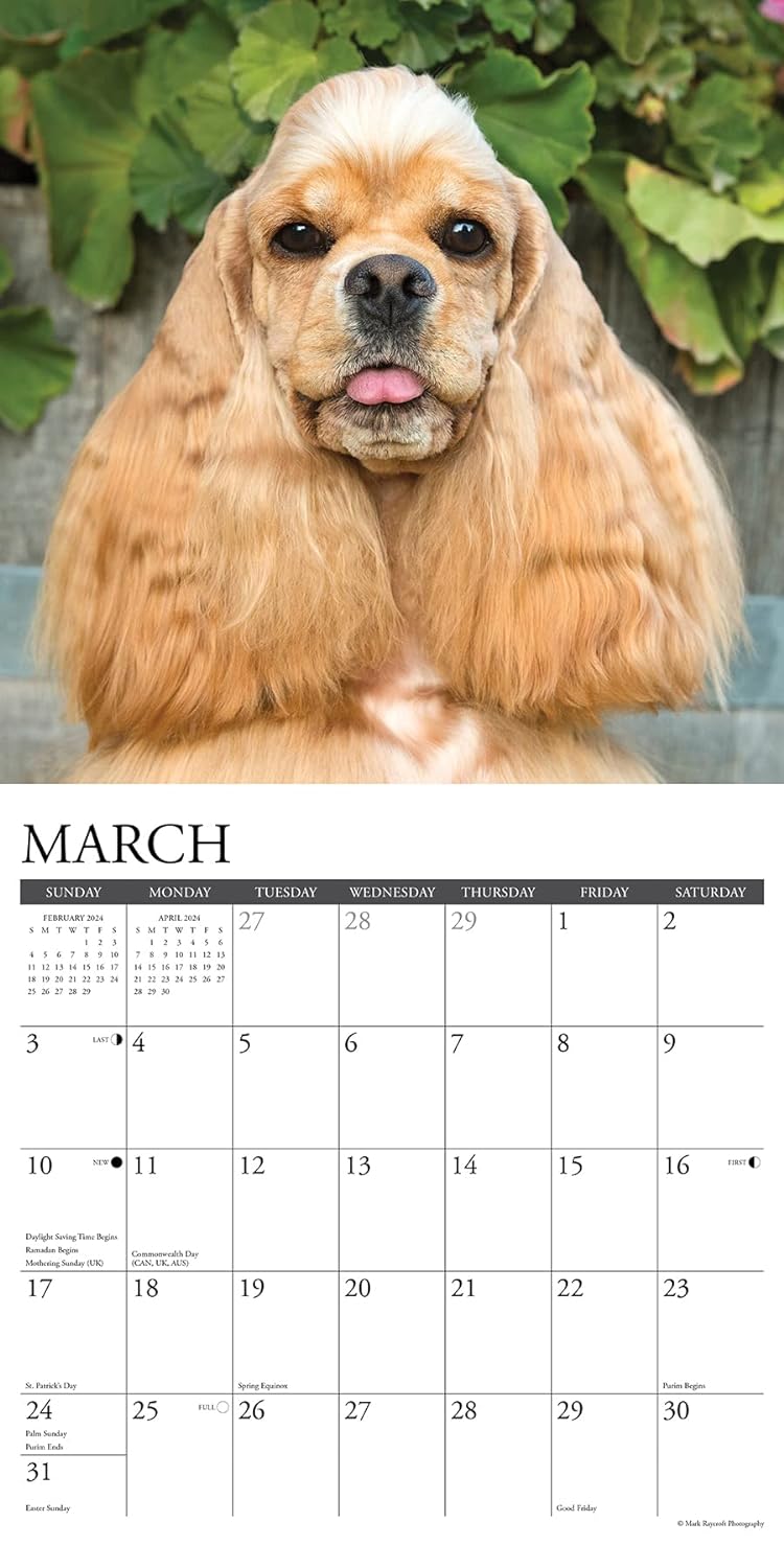 just-cocker-spaniels-2024-calendar