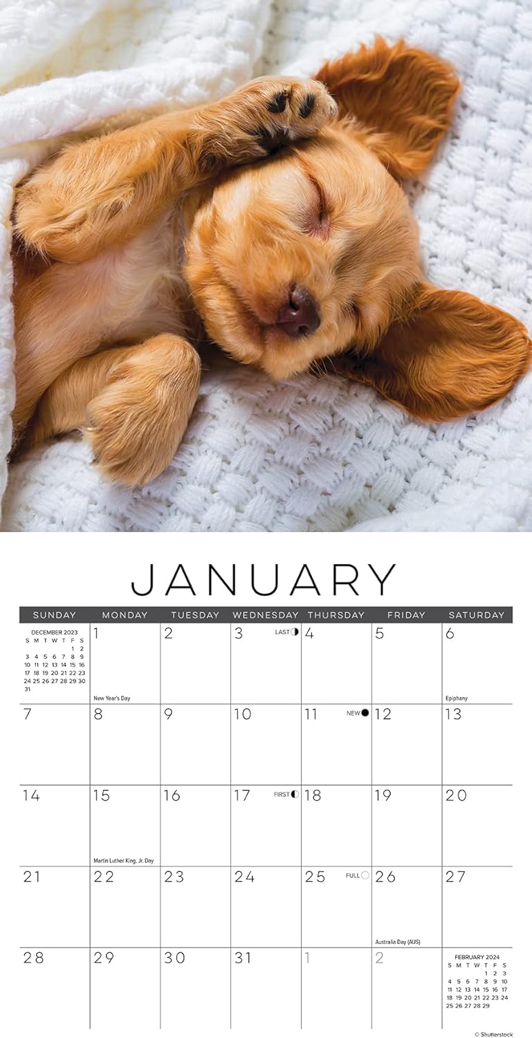 Naptime Dogs &amp; Puppies Monthly Mini 2024 Wall Calendar