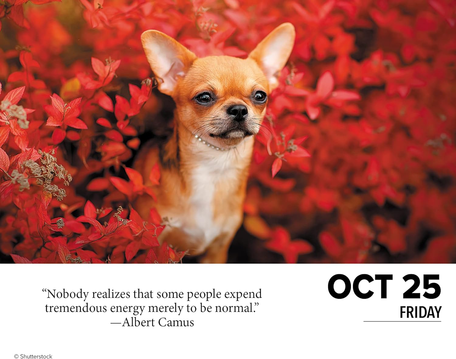Dogs 2024 Calendar