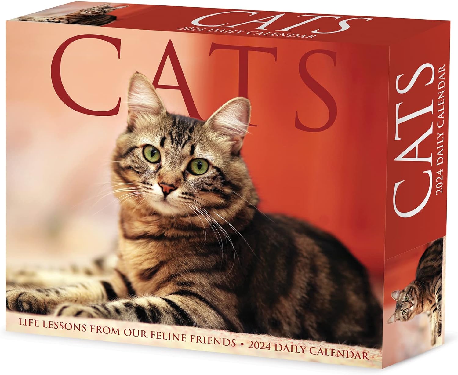 Cats 2024 Calendar Bookazine HK   71p6oWw8M L. AC SL1500 