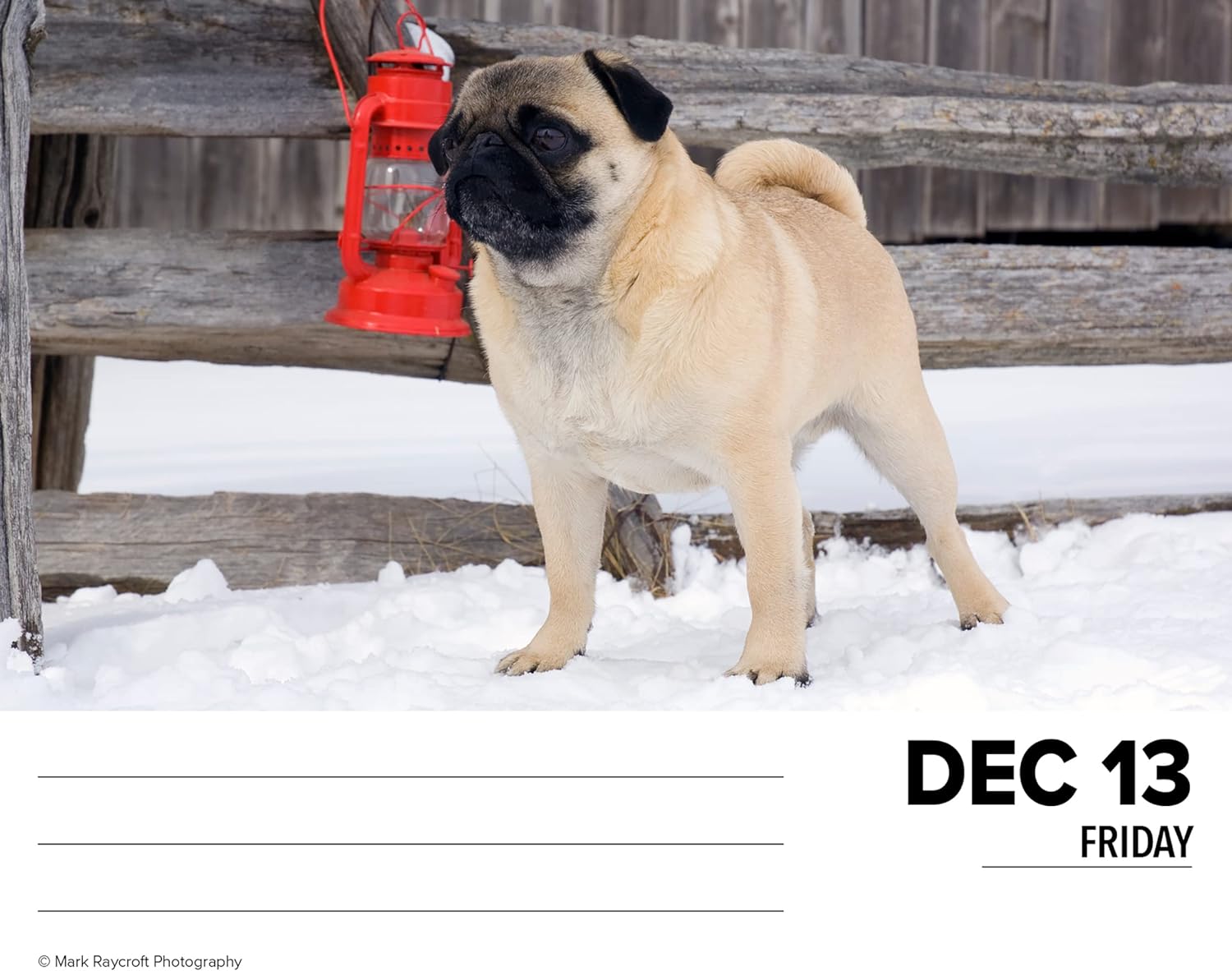 Pugs Daily 2024 Box/Desk Calendar