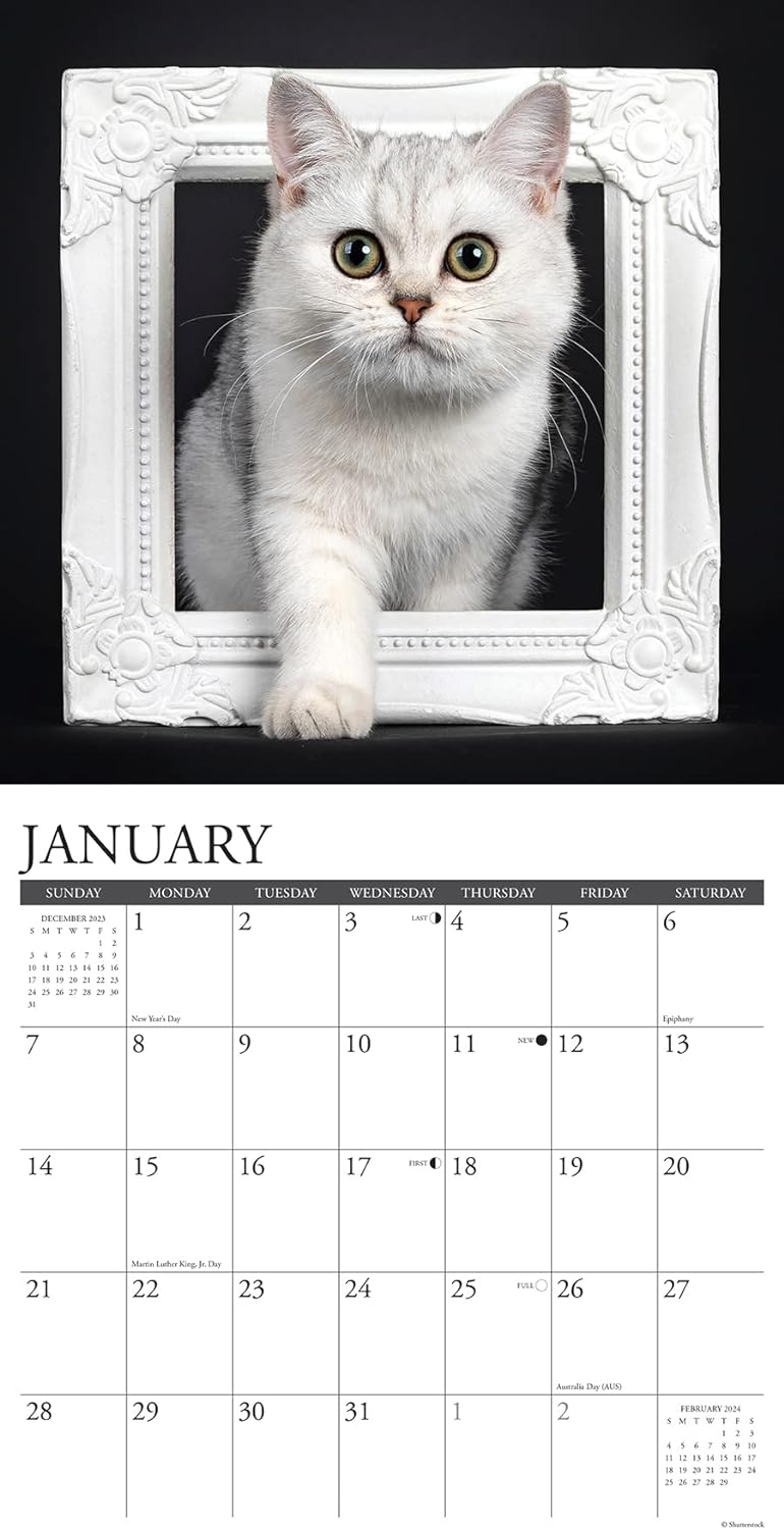 british-shorthair-cats-2024-calendar