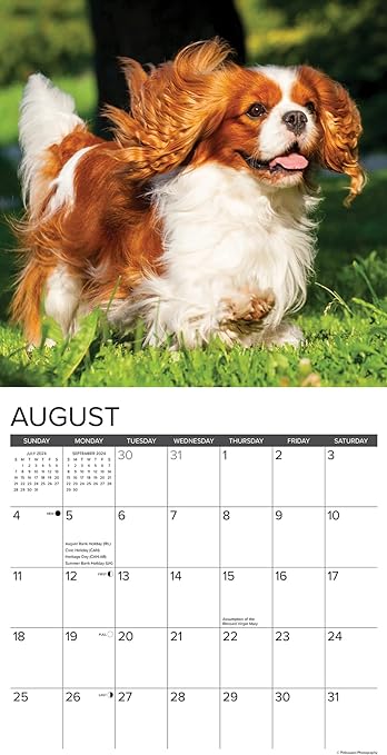 Just Cavalier King Charles Spaniels 2024 Calendar Bookazine HK   71v4ZHStBLL. AC SY679 