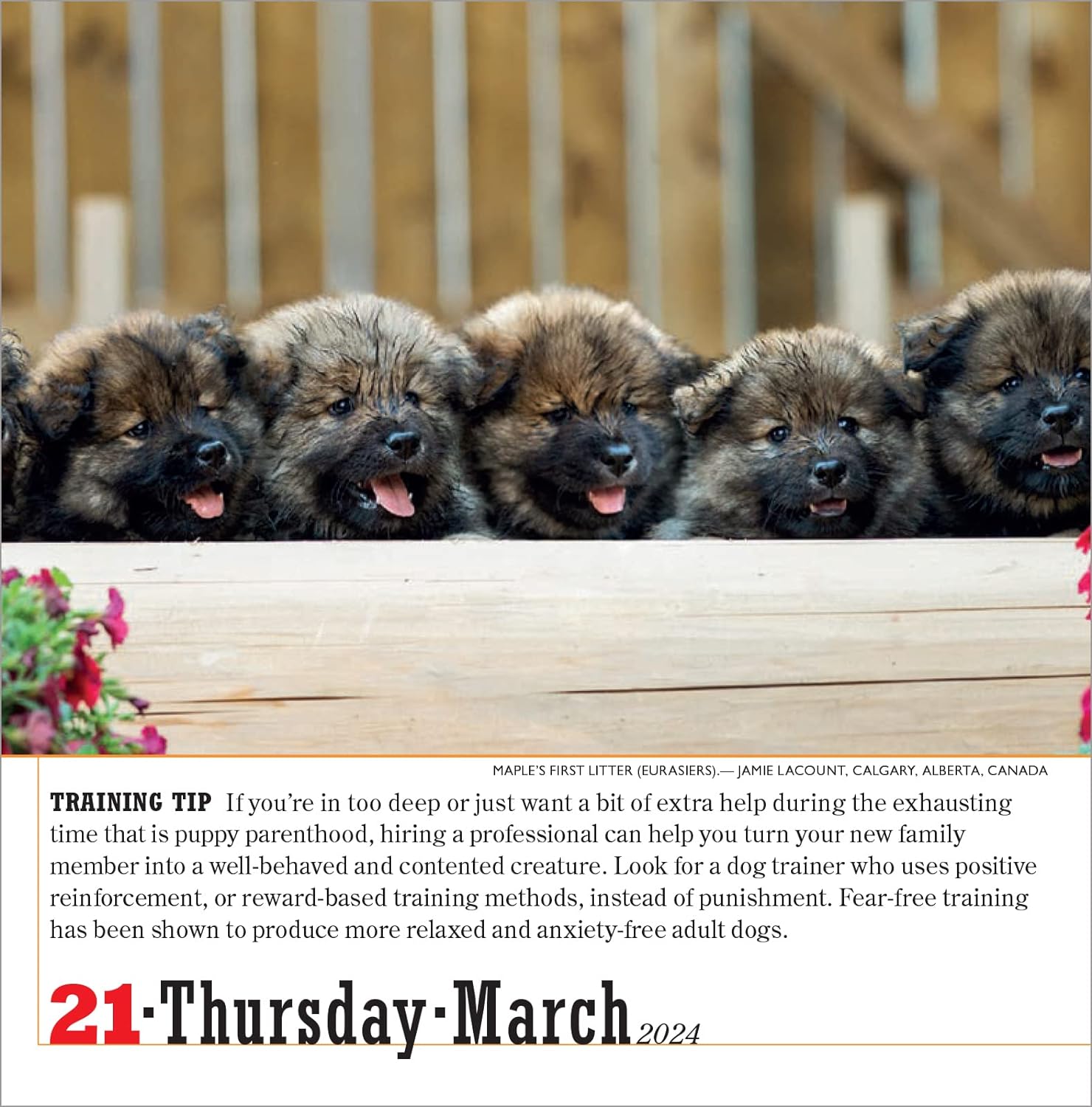 365 Dogs PageADay Calendar 2025 Bookazine HK