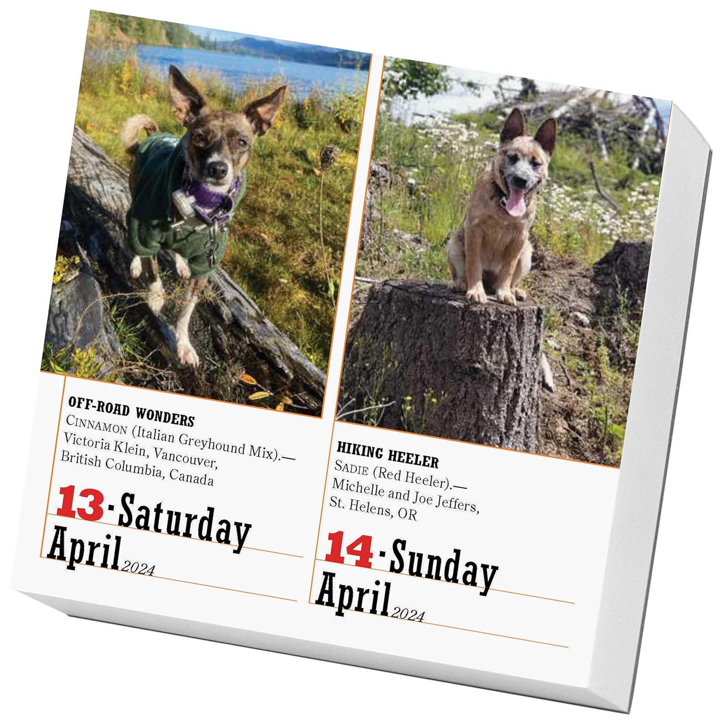 365 Dogs Page-A-Day Calendar 2024