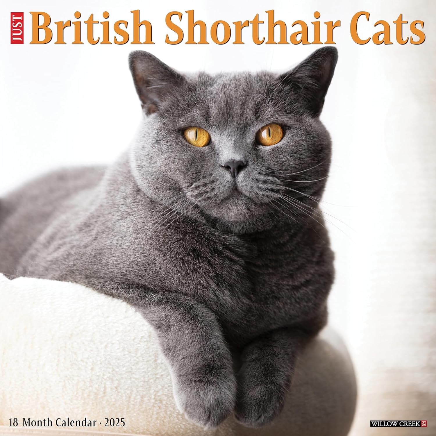 British Shorthair Cats Wall Calendar 2025 | Bookazine HK