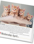 365-cats-page-a-day-calendar-2024