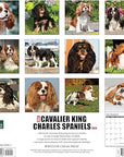 just-cavalier-king-charles-spaniels-2024-calendar