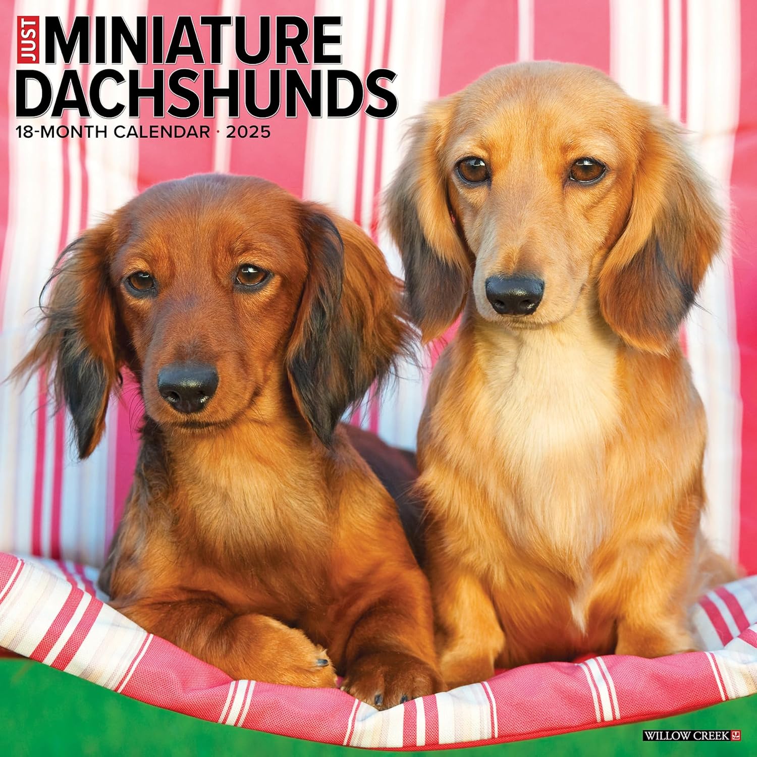 Just Miniature Dachshunds Wall Calendar 2025 | Bookazine HK