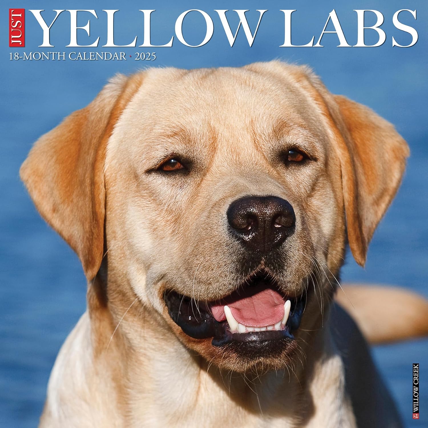 Just Yellow Labs Wall Calendar 2025 | Bookazine HK