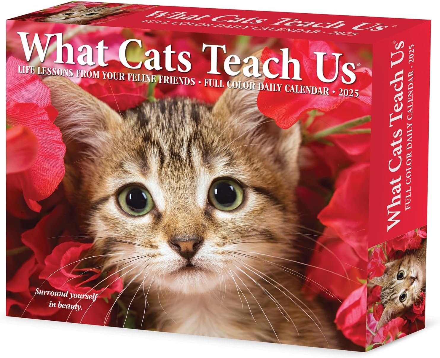 What Cats Teach Us Box Calendar 2025 | Bookazine HK