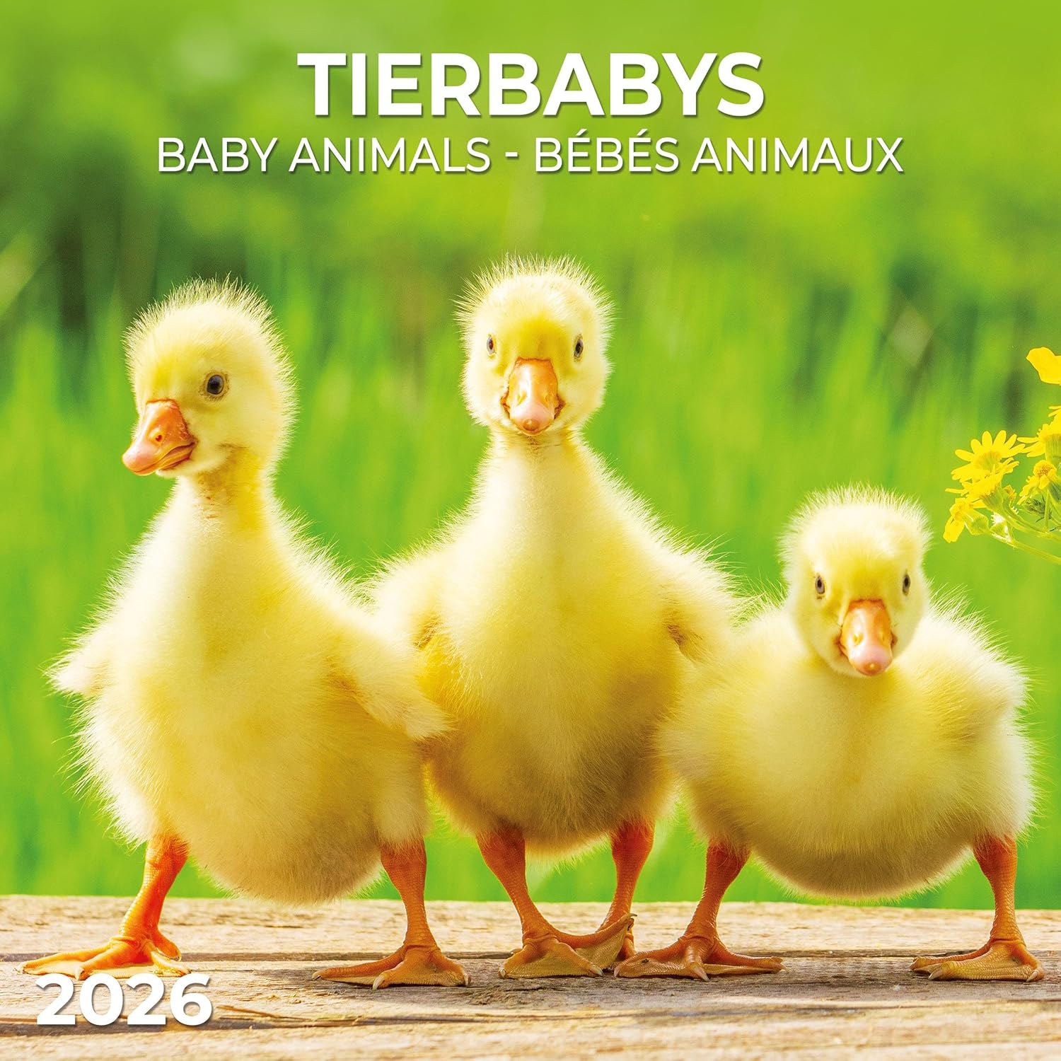 Baby Animals Wall Calendar 2026 | Bookazine HK