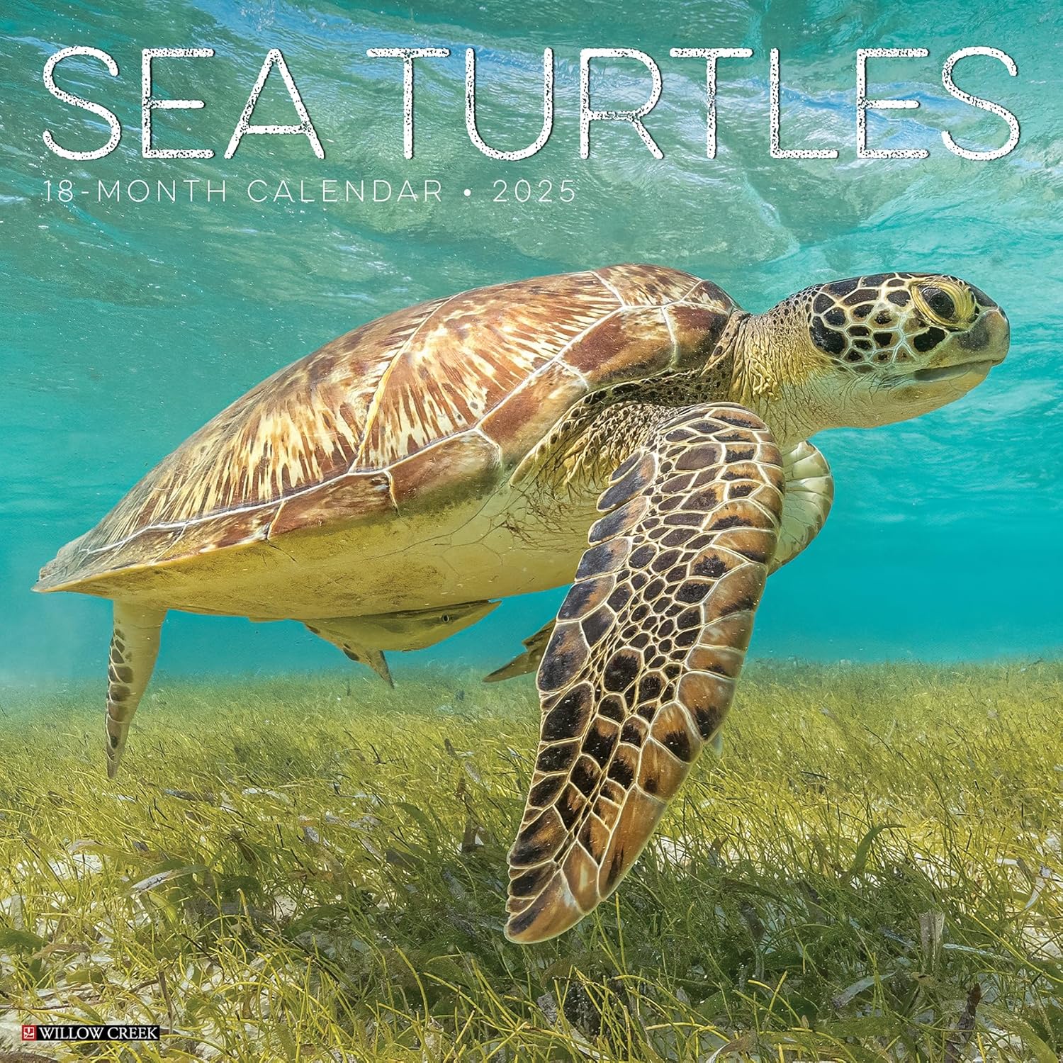 Sea Turtles Wall Calendar 2025 | Bookazine HK