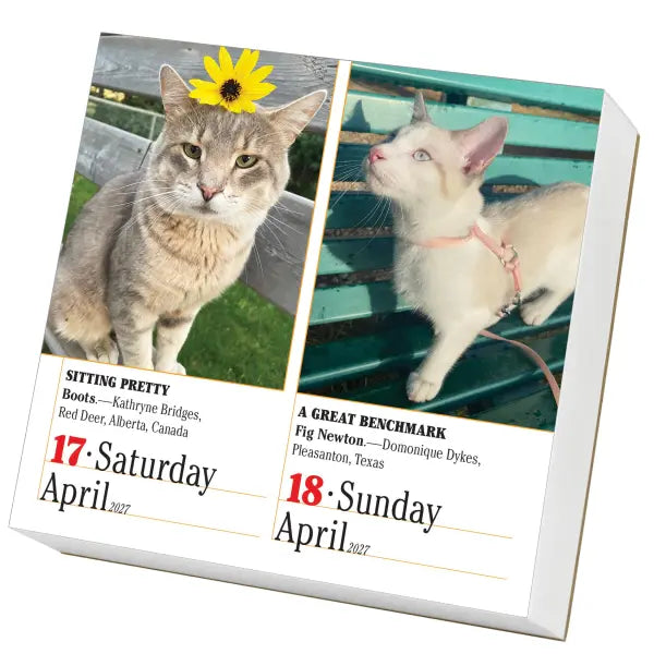 365 Cats 2027 Box Calendar