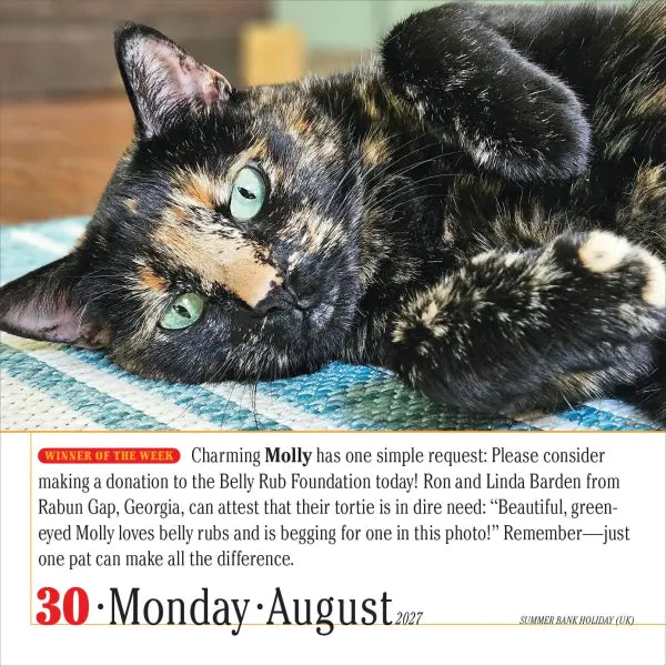 365 Cats 2027 Box Calendar