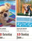 365 Dogs 2027 Box Calendar