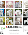 Just Bichon Frises 2027 Wall Calendar