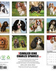 Just Cavalier King Charles Spaniels 2027 Wall Calendar