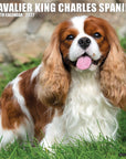 Just Cavalier King Charles Spaniels 2027 Wall Calendar