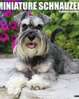 Just Miniature Schnauzers 2027 Wall Calendar