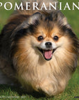 Just Pomeranians 2027 Wall Calendar