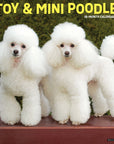 Just Toy & Miniature Poodles 2027 Wall Calendar