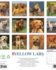 Just Yellow Labs 2027 Wall Calendar
